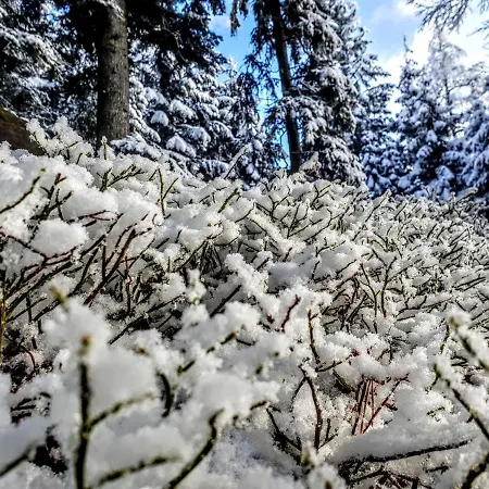 Kochs Beeren Apartment *