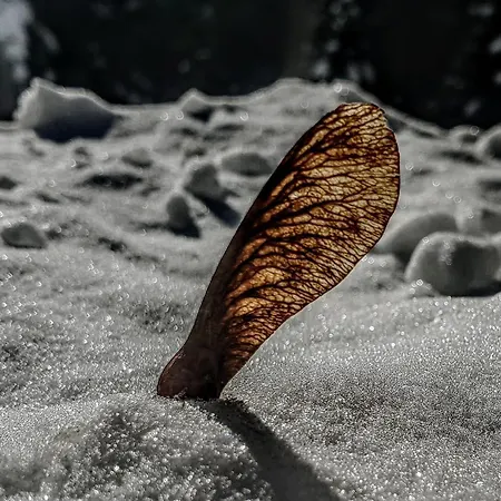 شقة Kochs Beeren *