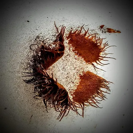 Apartment Kochs Beeren *