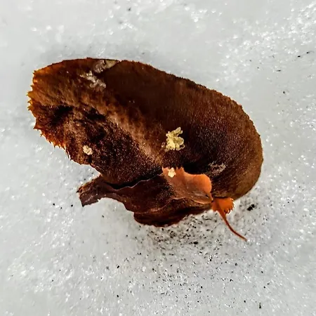 شقة Kochs Beeren Oberfresen