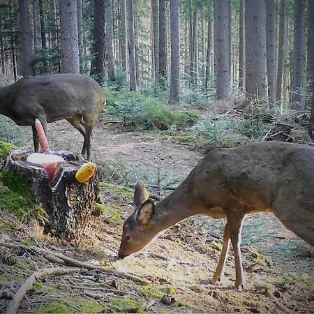 Kochs Beeren شقة Oberfresen