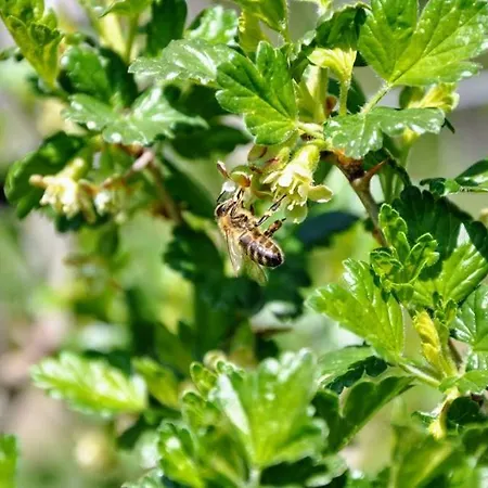 Kochs Beeren