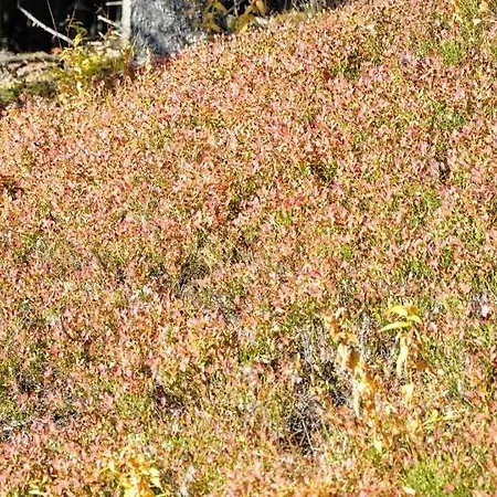 Kochs Beeren Oberfresen