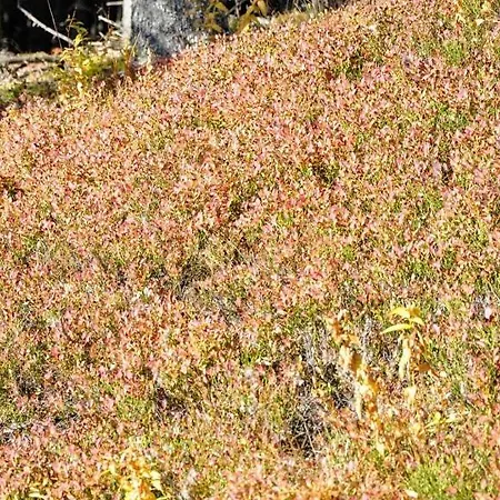 Kochs Beeren Oberfresen