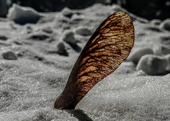 Lägenhet Kochs Beeren *