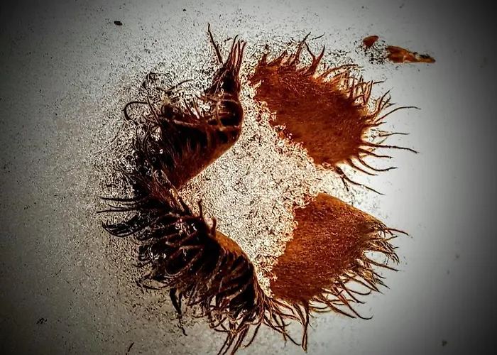 Lägenhet Kochs Beeren *