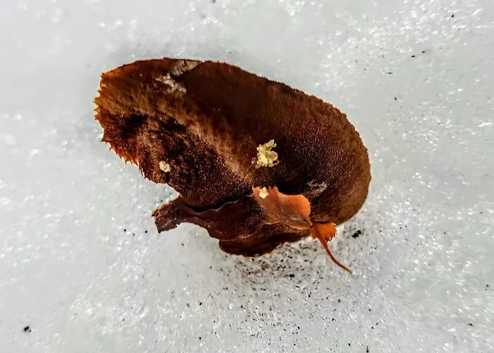 Apartment Kochs Beeren Oberfresen