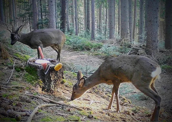 Kochs Beeren Lägenhet Oberfresen