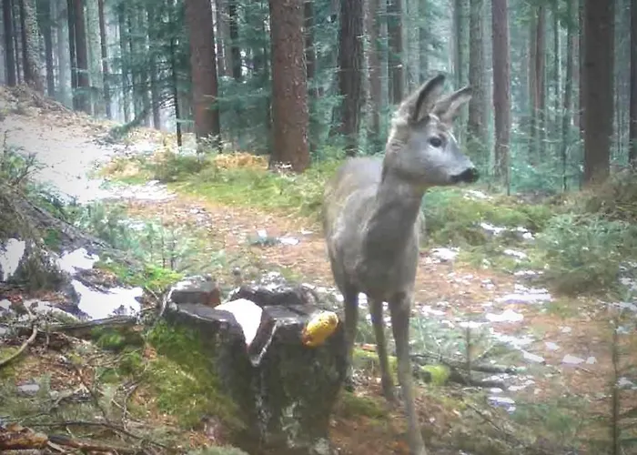 Lägenhet Kochs Beeren Oberfresen