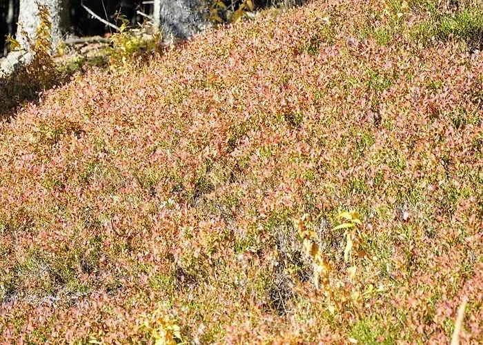 Kochs Beeren Oberfresen